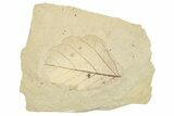 Fossil Leaf - France #254269-1